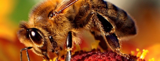 Conyers Pushes Bee Protection Bill
