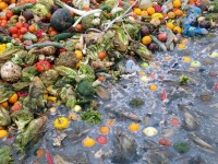 Pile of rotting fruit and vegetables near water