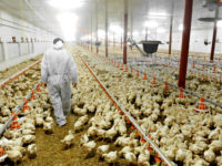 Time to Divest from Factory Farming