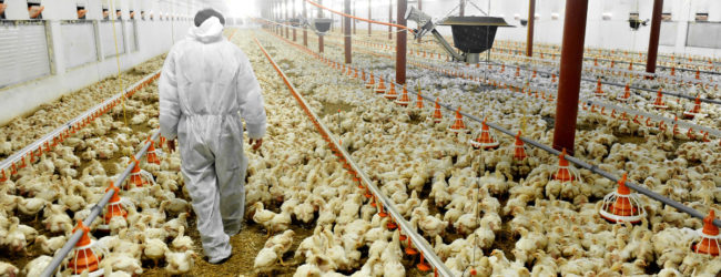Time to Divest from Factory Farming