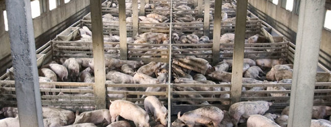 It’s Time to Shut Down Industrial Animal Farming