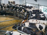 3 Ways to Launch a Factory Farm Divestment Movement